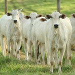 VBP agropecuário é estimado em R$ 1,39 trilhão em julho/2026