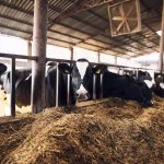Sindirações: Alimentação animal cresce 5,4% no 1º trimestre de 2026