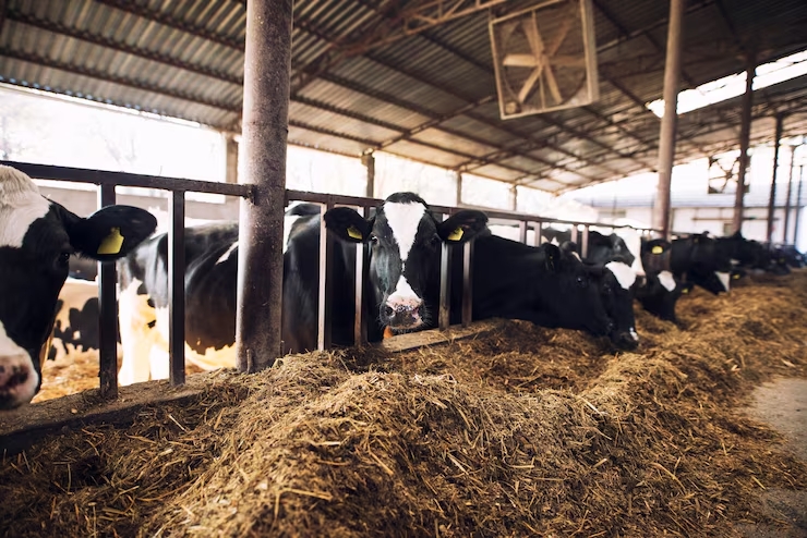 vaca-curiosa-engracada-olhando-para-a-camera-enquanto-outras-vacas-comem-feno-ao-fundo-em-uma-fazend